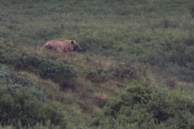 denalidenalinationalparkbrunbjrn.jpg