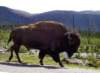 yellowstonenationalparkbffelpvejen_small.jpg