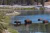 yellowstonenationalparkhaydenvalleybisonflokke2017_small.jpg