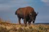 yellowstonenationalparkhaydenvalleybisonokse2017_small.jpg