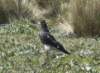 antisanareservatcaracara_small.jpg