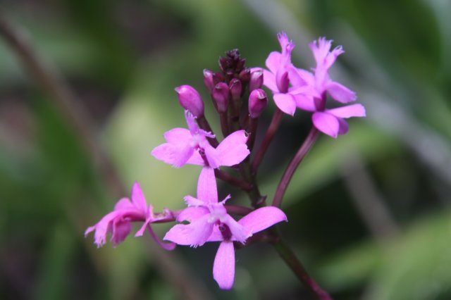 quitojardinbotanico.jpg